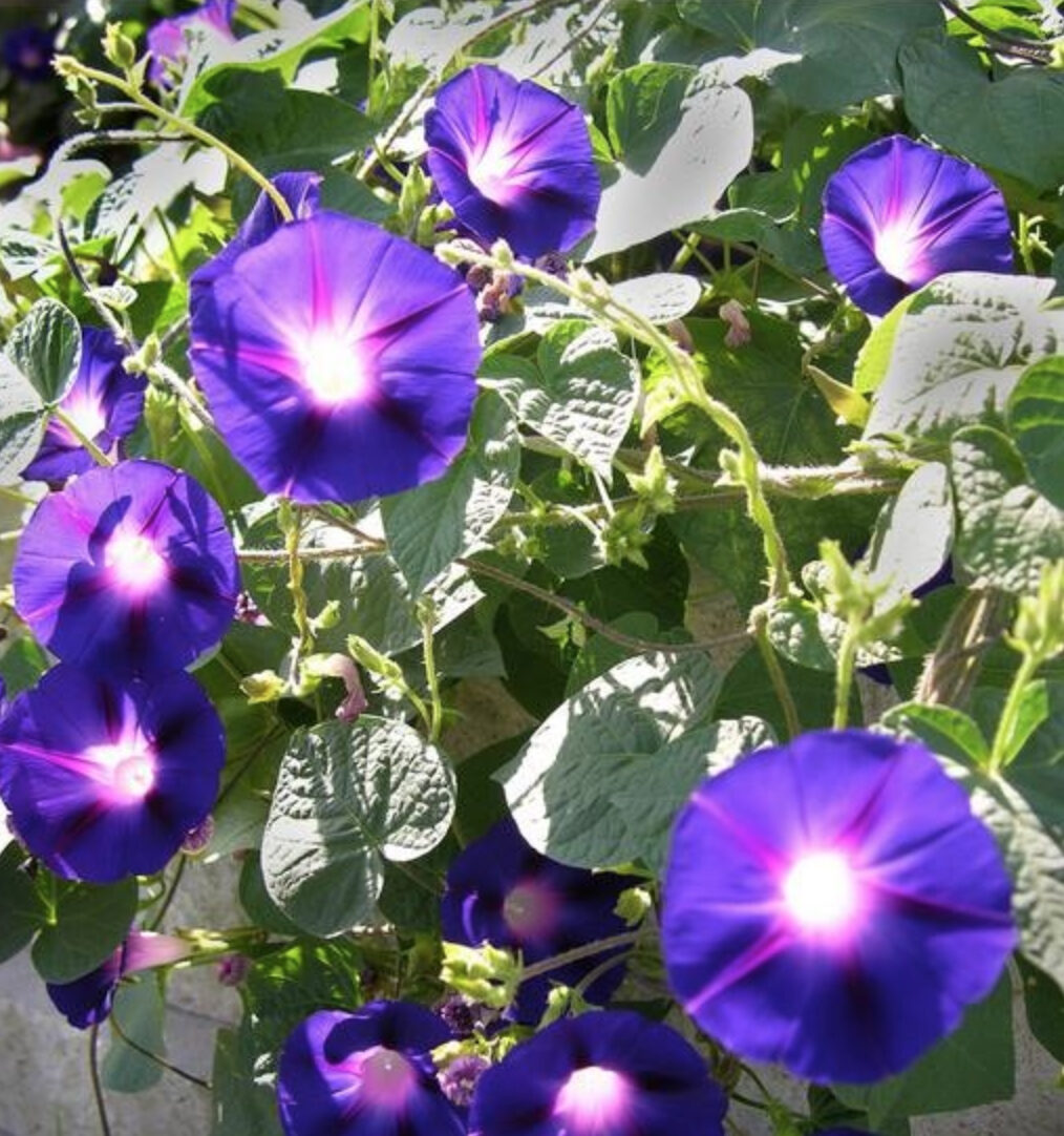 Ipomoea purpurea - Trepadeira morning glory, morning glory, rope of viola, ringer - Image 4