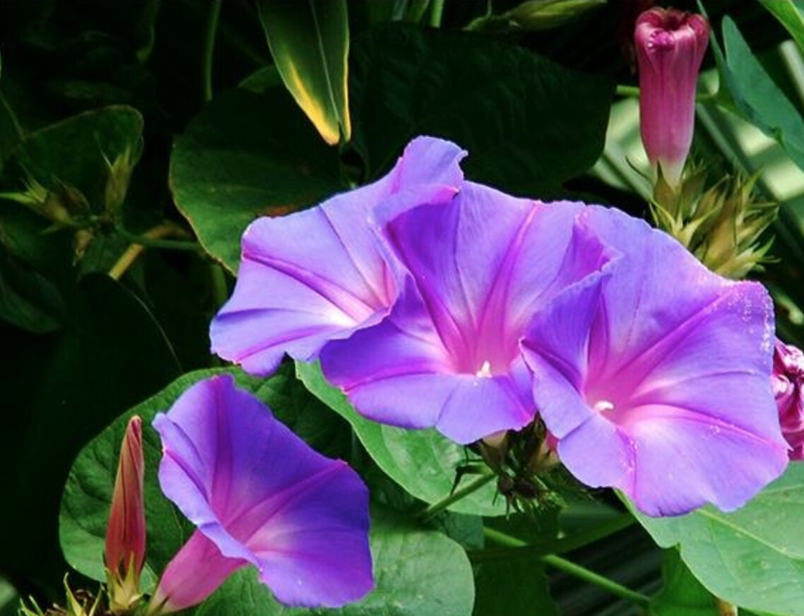 Ipomoea purpurea - Trepadeira morning glory, morning glory, rope of viola, ringer - Image 6