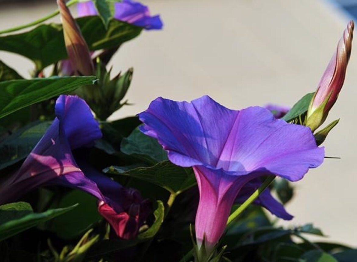 Ipomoea purpurea - Trepadeira morning glory, morning glory, rope of viola, ringer - Image 7