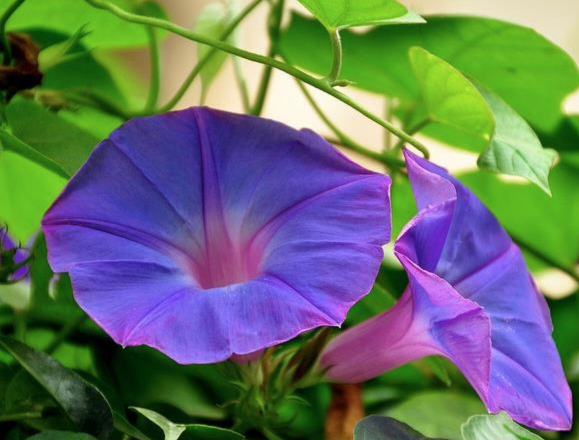 Ipomoea purpurea - Trepadeira morning glory, morning glory, rope of viola, ringer - Image 8