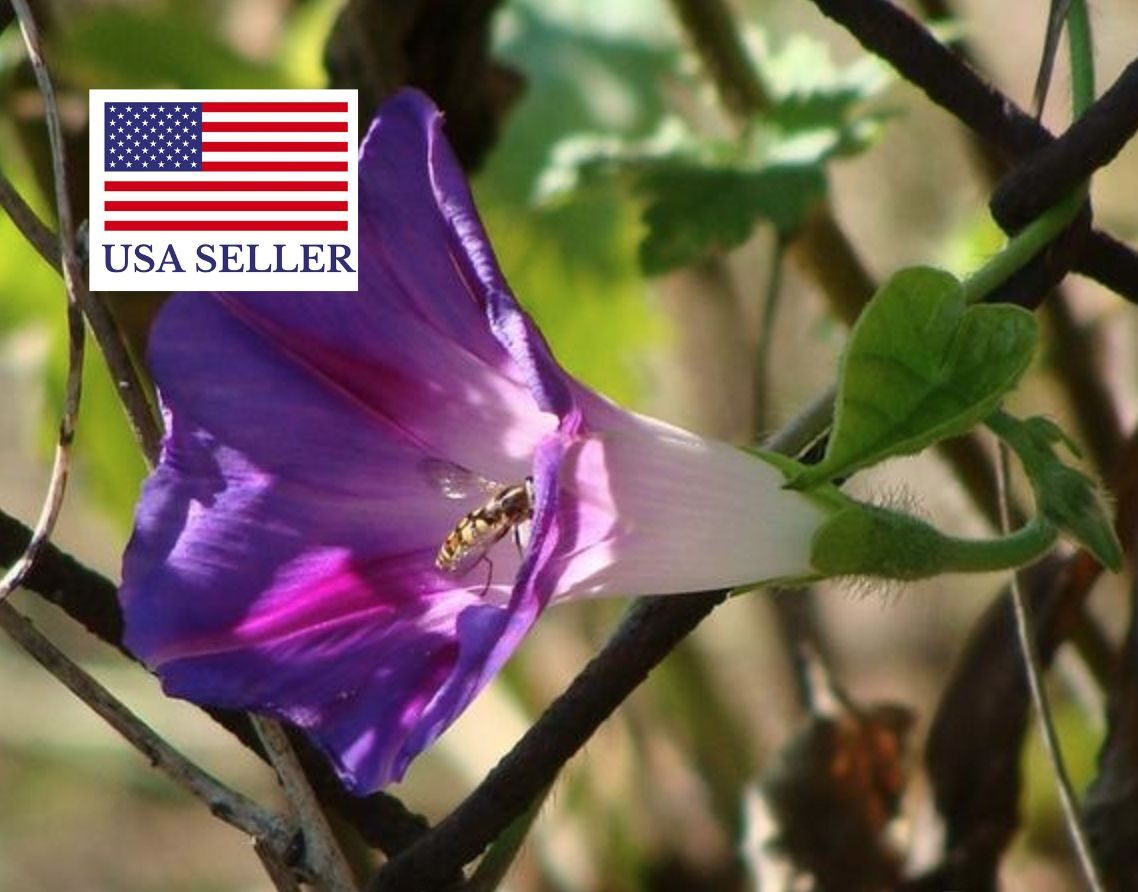 Ipomoea purpurea - Trepadeira morning glory, morning glory, rope of viola, ringer - Image 10