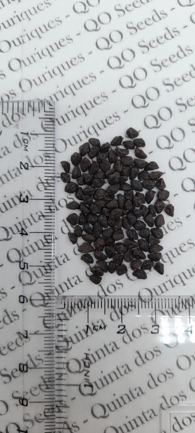 Ipomoea purpurea - Trepadeira morning glory, morning glory, rope of viola, ringer - Image 11