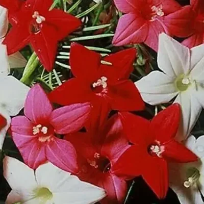 Ipomoea quamoclit 'Mix' / Quamoclit pennata 'Mix' / Quamoclit vulgaris 'Mix' - Cipreste Tree, Vine Cipreste Glory, Vine Kiss-Flower, Viola Rope