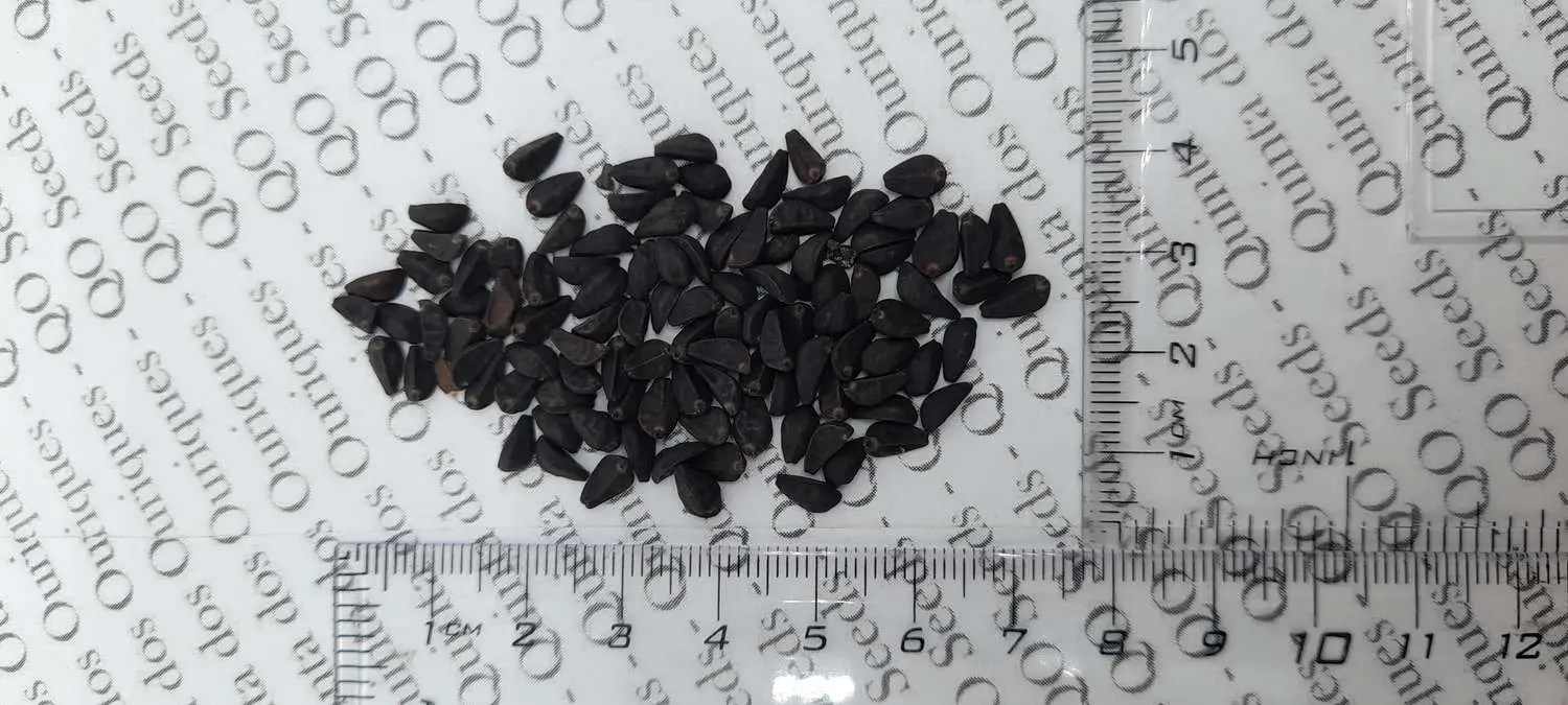 Ipomoea quamoclit 'Mix' / Quamoclit pennata 'Mix' / Quamoclit vulgaris 'Mix' - Cipreste Tree, Vine Cipreste Glory, Vine Kiss-Flower, Viola Rope - Image 6