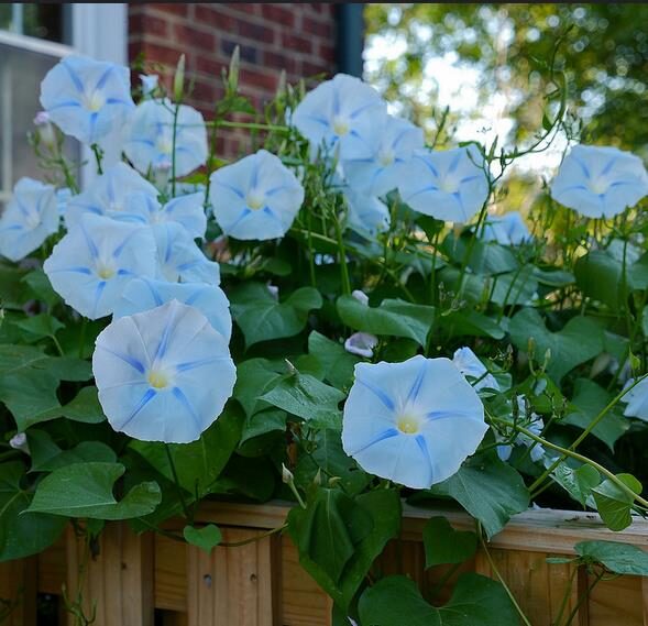 Ipomoea tricolor 'Blue Star' - Trepadeira morning glory blue star, morning glory blue star, viola strap, ringer