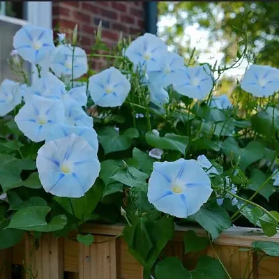 Ipomoea tricolor 'Blue Star' - Trepadeira morning glory blue star, morning glory blue star, viola strap, ringer