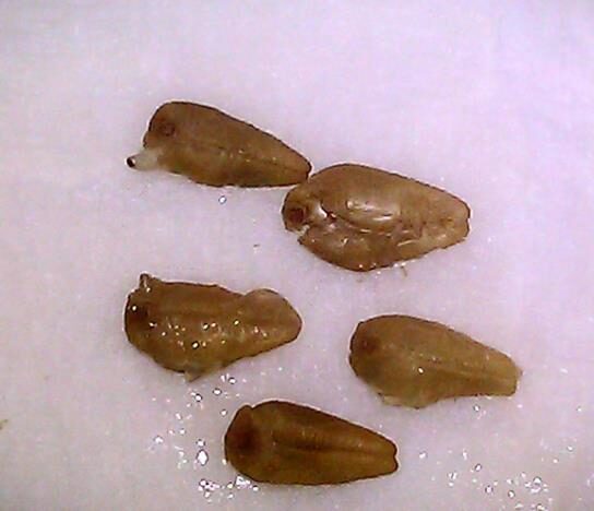 Ipomoea tricolor 'Blue Star' - Trepadeira morning glory blue star, morning glory blue star, viola strap, ringer - Image 2