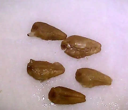 Ipomoea tricolor 'Blue Star' - Trepadeira morning glory blue star, morning glory blue star, viola strap, ringer - Image 2