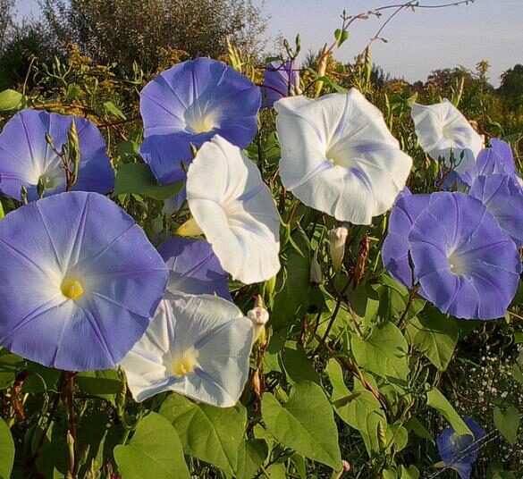 Ipomoea tricolor 'Blue Star' - Trepadeira morning glory blue star, morning glory blue star, viola strap, ringer - Image 3