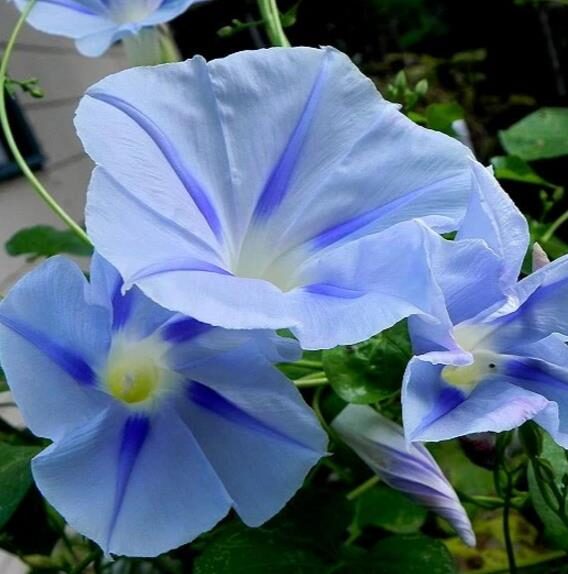 Ipomoea tricolor 'Blue Star' - Trepadeira morning glory blue star, morning glory blue star, viola strap, ringer - Image 4