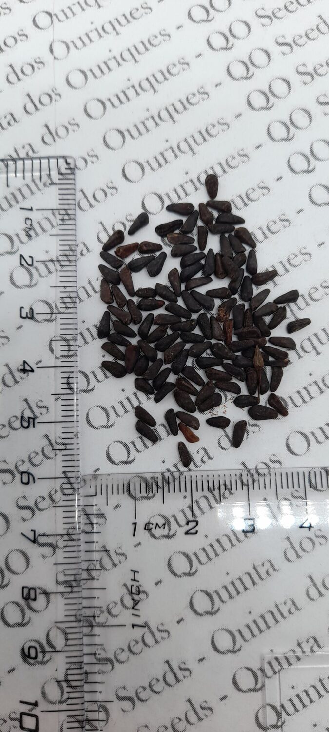 Ipomoea tricolor 'Blue Star' - Trepadeira morning glory blue star, morning glory blue star, viola strap, ringer - Image 6