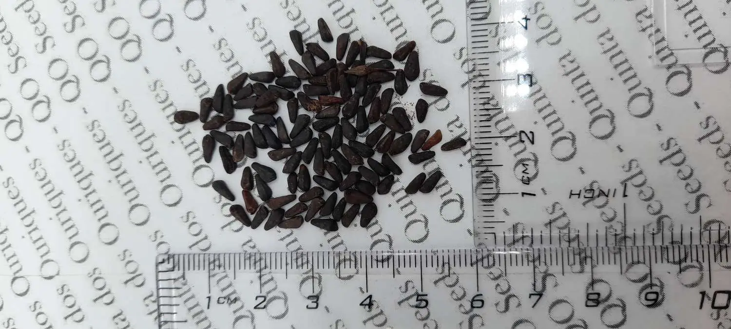 Ipomoea tricolor 'Blue Star' - Trepadeira morning glory blue star, morning glory blue star, viola strap, ringer - Image 6