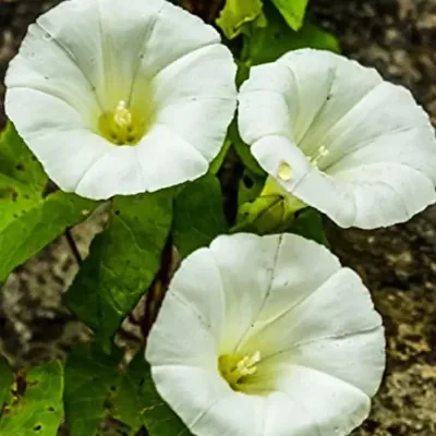Ipomoea tricolor 'Pearly Gates' - Morning Glory, Mexican Morning Glory,  Pearly Gates, Morning Glory White Magic, Viola Rope, Ringer