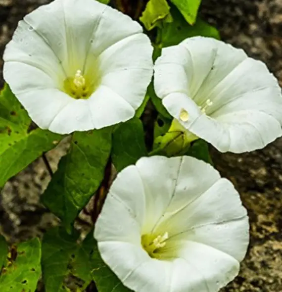 Ipomoea tricolor 'Pearly Gates' - Morning Glory, Mexican Morning Glory, Pearly Gates, Morning Glory White Magic, Viola Rope, Ringer