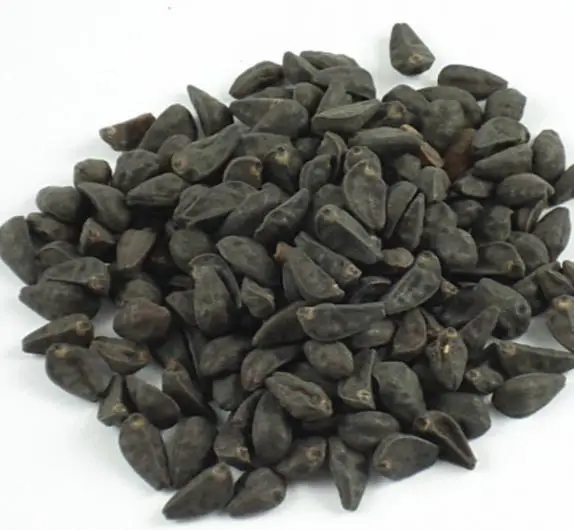 Ipomoea tricolor 'Pearly Gates' - Morning Glory, Mexican Morning Glory, Pearly Gates, Morning Glory White Magic, Viola Rope, Ringer - Image 2