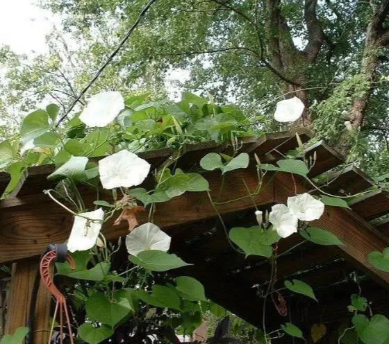 Ipomoea tricolor 'Pearly Gates' - Morning Glory, Mexican Morning Glory, Pearly Gates, Morning Glory White Magic, Viola Rope, Ringer - Image 4