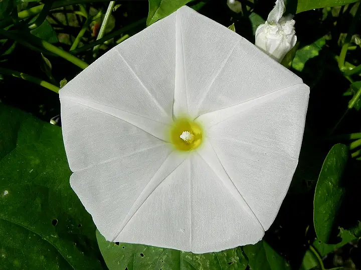 Ipomoea tricolor 'Pearly Gates' - Morning Glory, Mexican Morning Glory, Pearly Gates, Morning Glory White Magic, Viola Rope, Ringer - Image 5