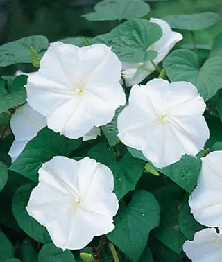 Ipomoea tricolor 'Pearly Gates' - Morning Glory, Mexican Morning Glory, Pearly Gates, Morning Glory White Magic, Viola Rope, Ringer - Image 6