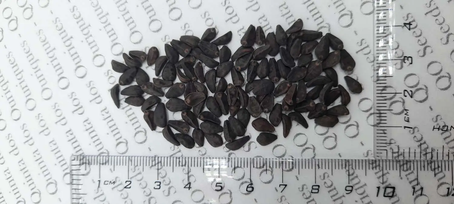 Ipomoea tricolor 'Pearly Gates' - Morning Glory, Mexican Morning Glory, Pearly Gates, Morning Glory White Magic, Viola Rope, Ringer - Image 7