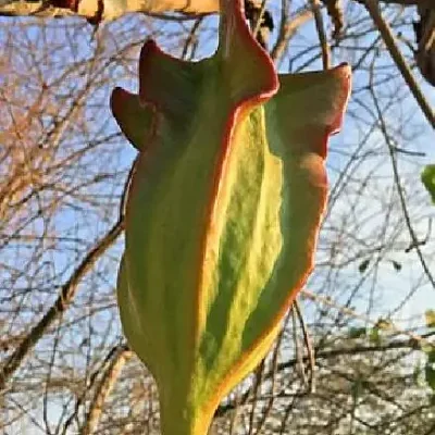Jacaratia mexicana 'Maroon' - Mexican Brown Jacaratia, Bonnet, Jacaratia Maroon, Mexican Papaya Jacaranda