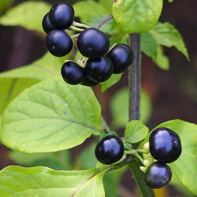 Jaltomata procumbens - Xaltomatl, Creeping False Holly