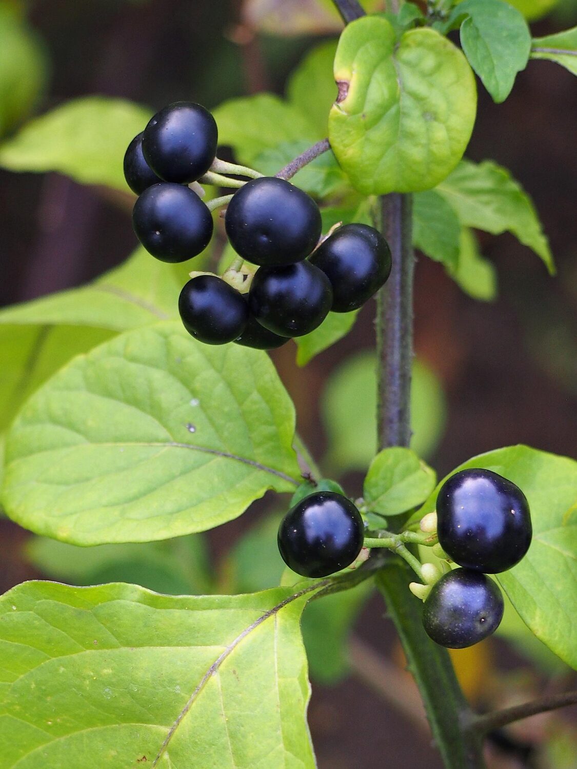 Jaltomata procumbens - Xaltomatl, Creeping False Holly