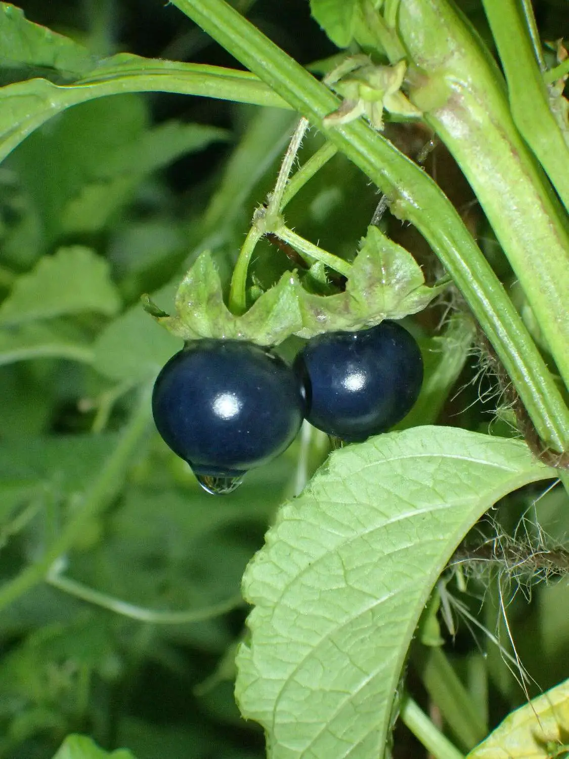 Jaltomata procumbens - Xaltomatl, Creeping False Holly - Image 2