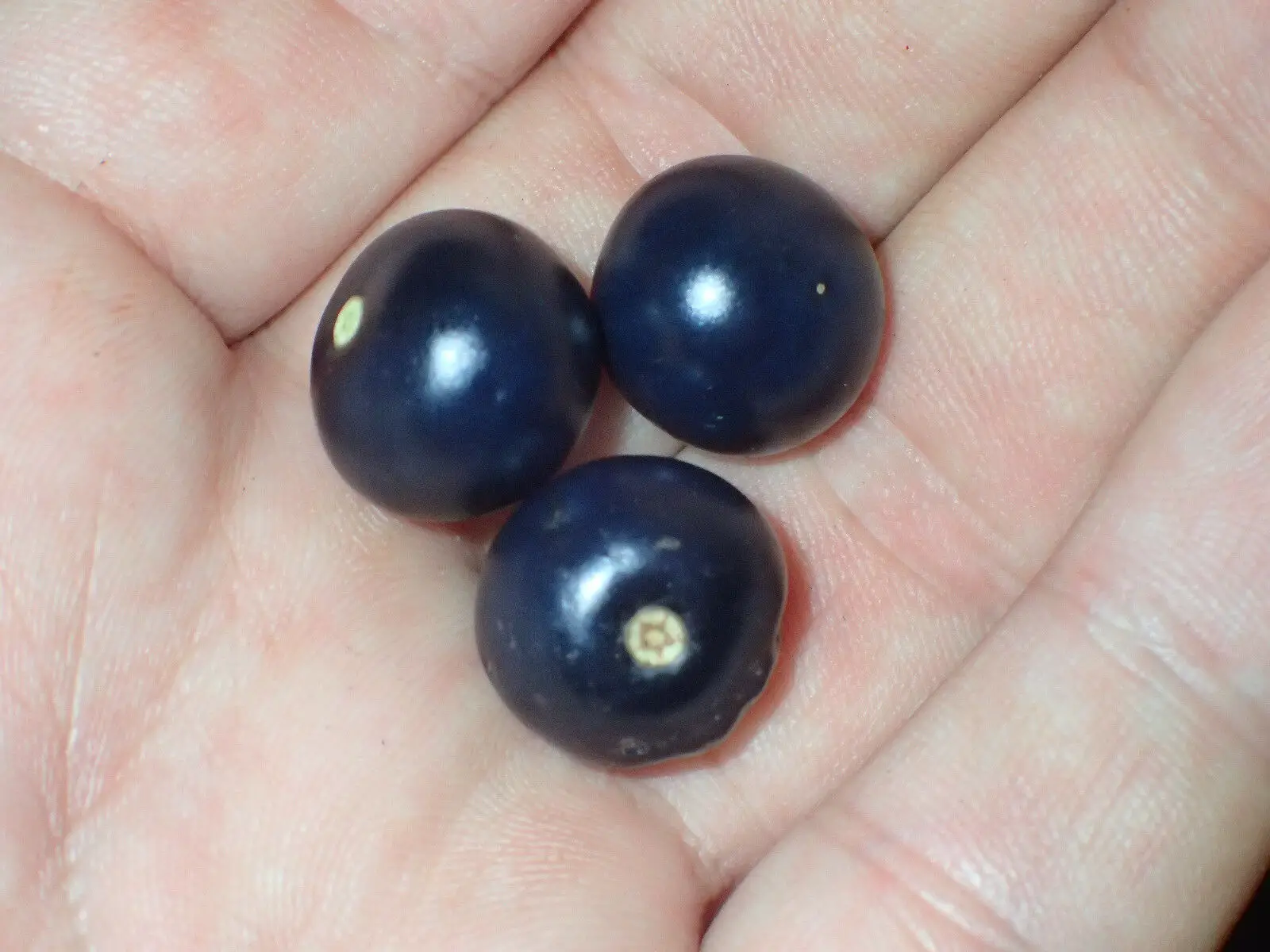 Jaltomata procumbens - Xaltomatl, Creeping False Holly - Image 3