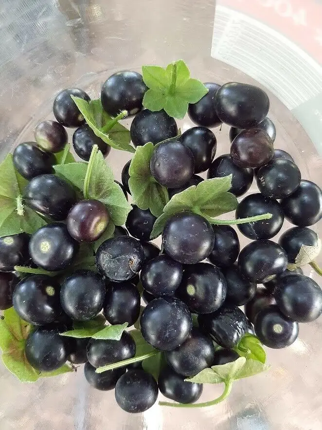 Jaltomata procumbens - Xaltomatl, Creeping False Holly - Image 4