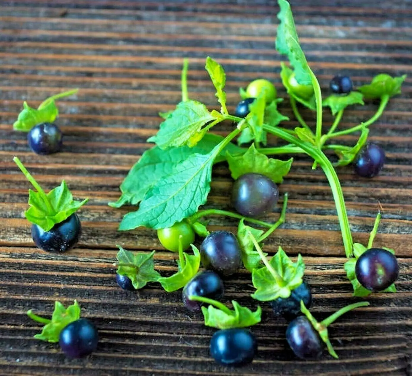 Jaltomata procumbens - Xaltomatl, Creeping False Holly - Image 5
