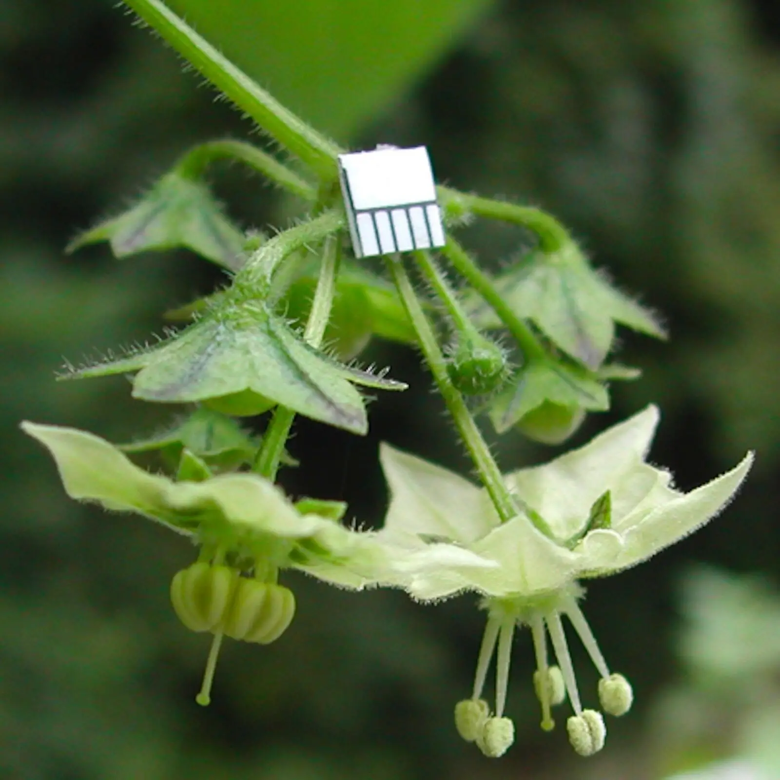 Jaltomata procumbens - Xaltomatl, Creeping False Holly - Image 6