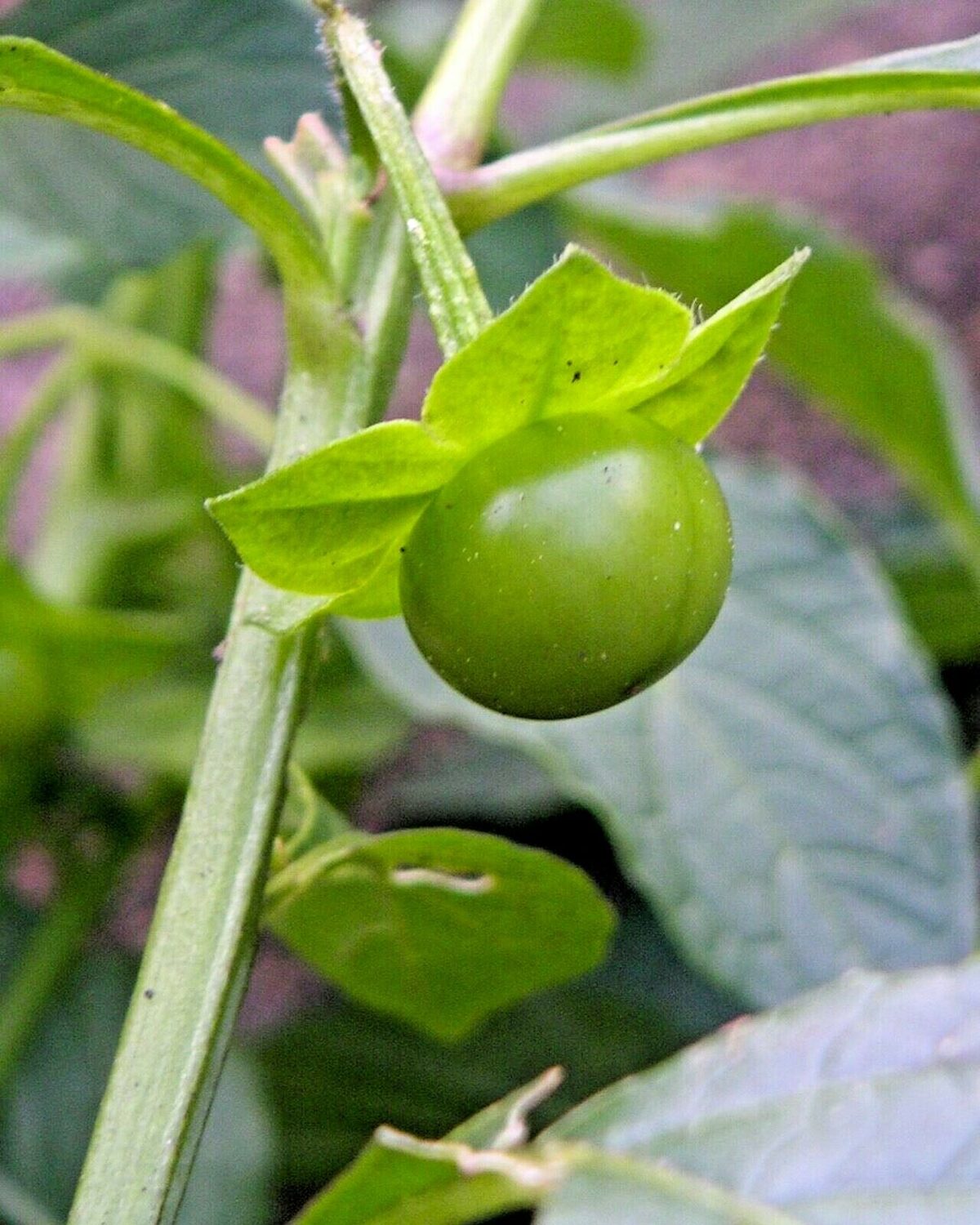 Jaltomata procumbens - Xaltomatl, Creeping False Holly - Image 7
