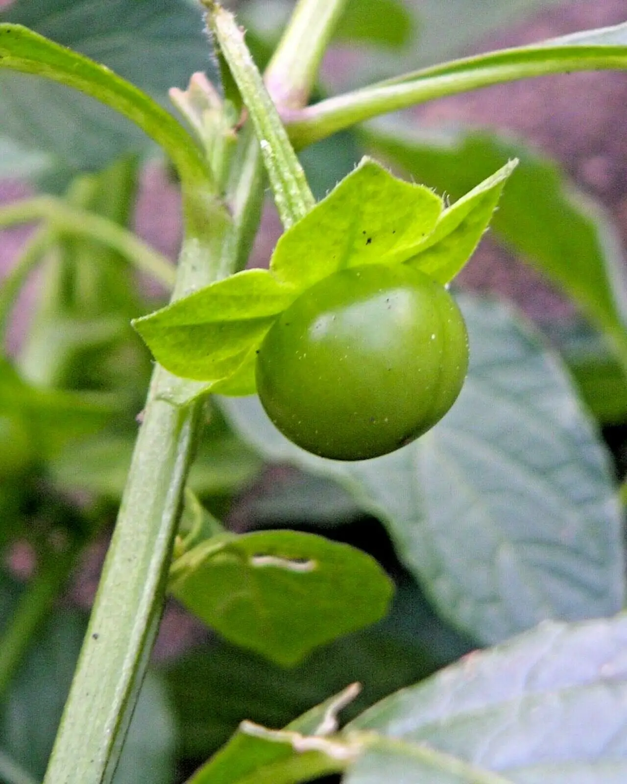 Jaltomata procumbens - Xaltomatl, Creeping False Holly - Image 7