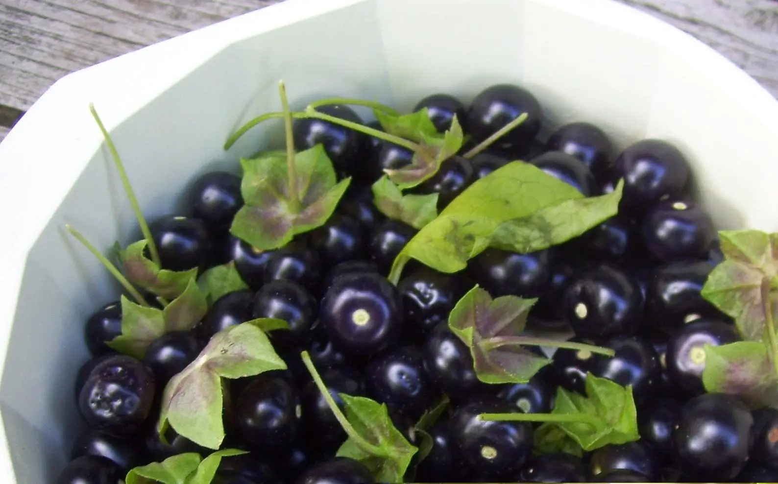 Jaltomata procumbens - Xaltomatl, Creeping False Holly - Image 8