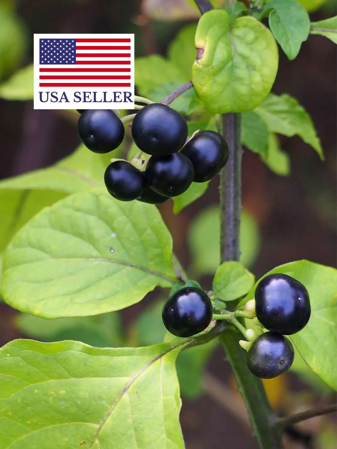 Jaltomata procumbens - Xaltomatl, Creeping False Holly - Image 11