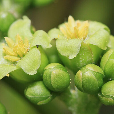 Jatropha curcas - Barbados Nut, Physic Nut, Poison Nut, Bubble Bush, Purging Nut