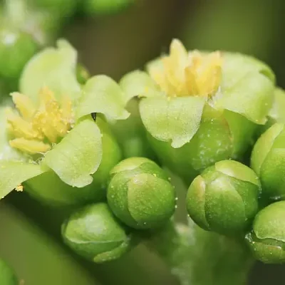 Jatropha curcas - Barbados Nut, Physic Nut, Poison Nut, Bubble Bush, Purging Nut