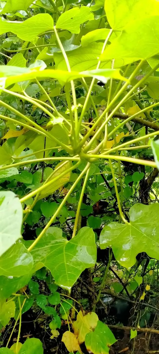 Jatropha curcas - Barbados Nut, Physic Nut, Poison Nut, Bubble Bush, Purging Nut - Image 5