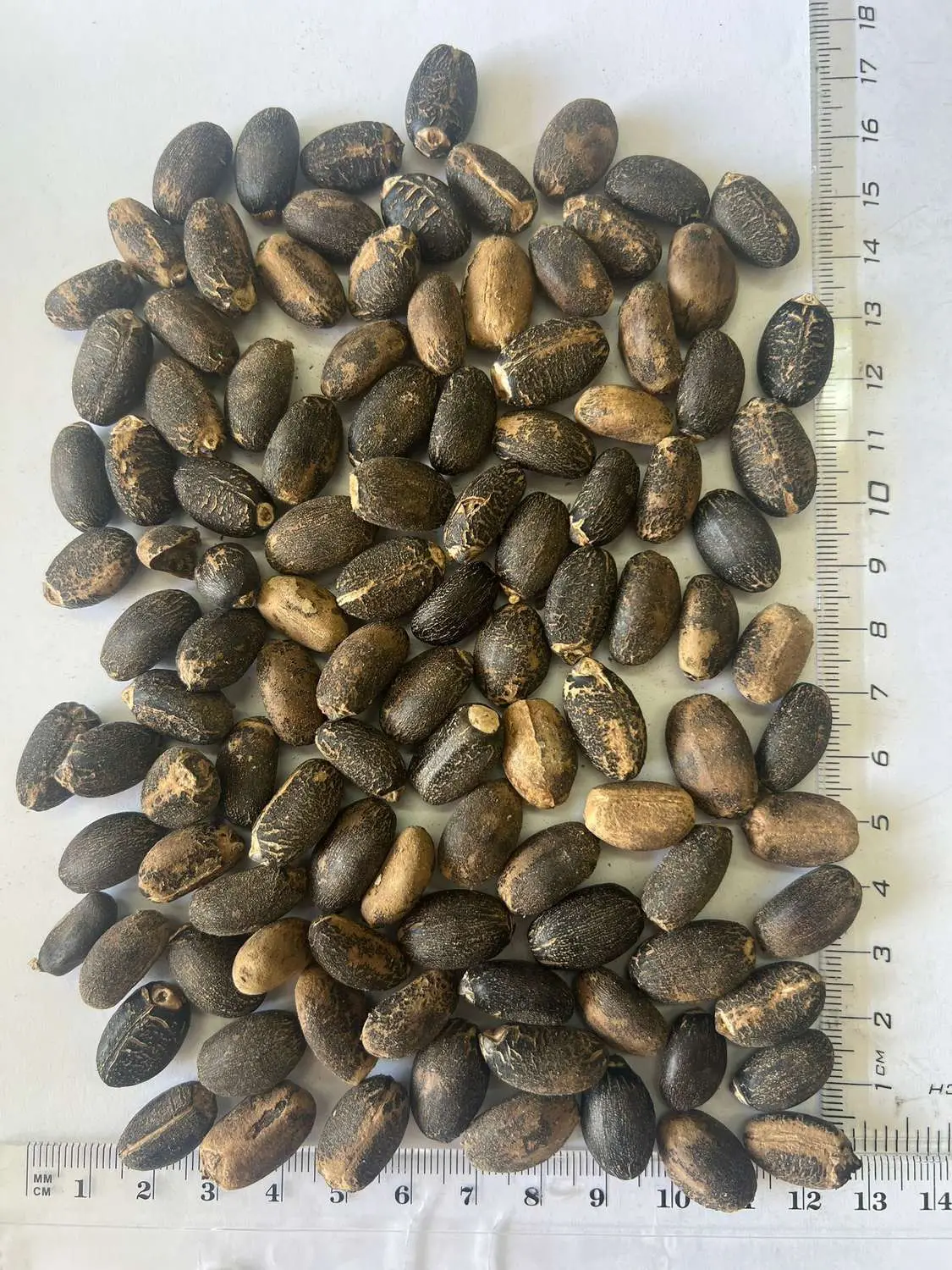 Jatropha curcas - Barbados Nut, Physic Nut, Poison Nut, Bubble Bush, Purging Nut - Image 12