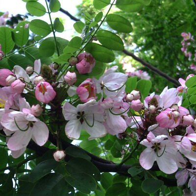 Cassia javanica subsp. agnes / Cassia javanica subsp. nodosa - Java cassia, pink shower, apple blossom tree, rainbow shower tree, balayong