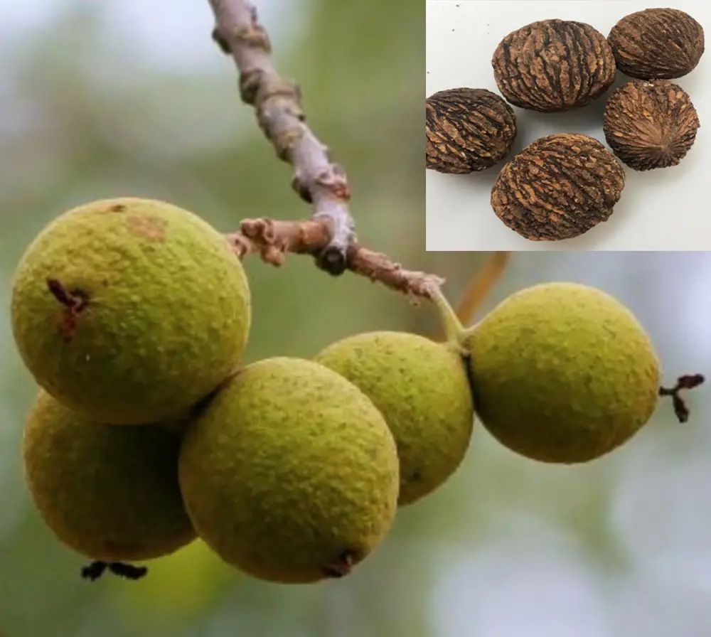 Juglans nigra - Walnut