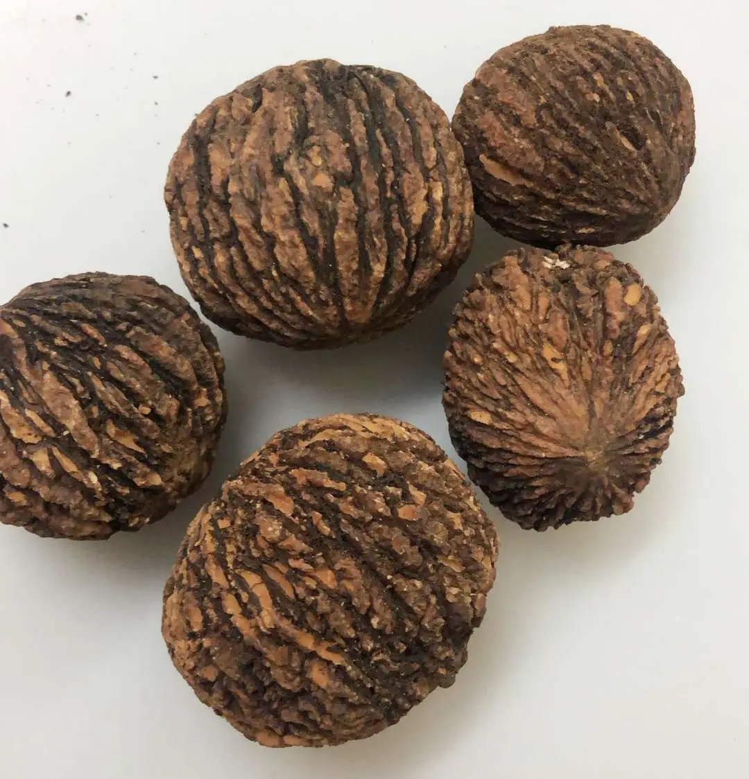Juglans nigra - Walnut - Image 2