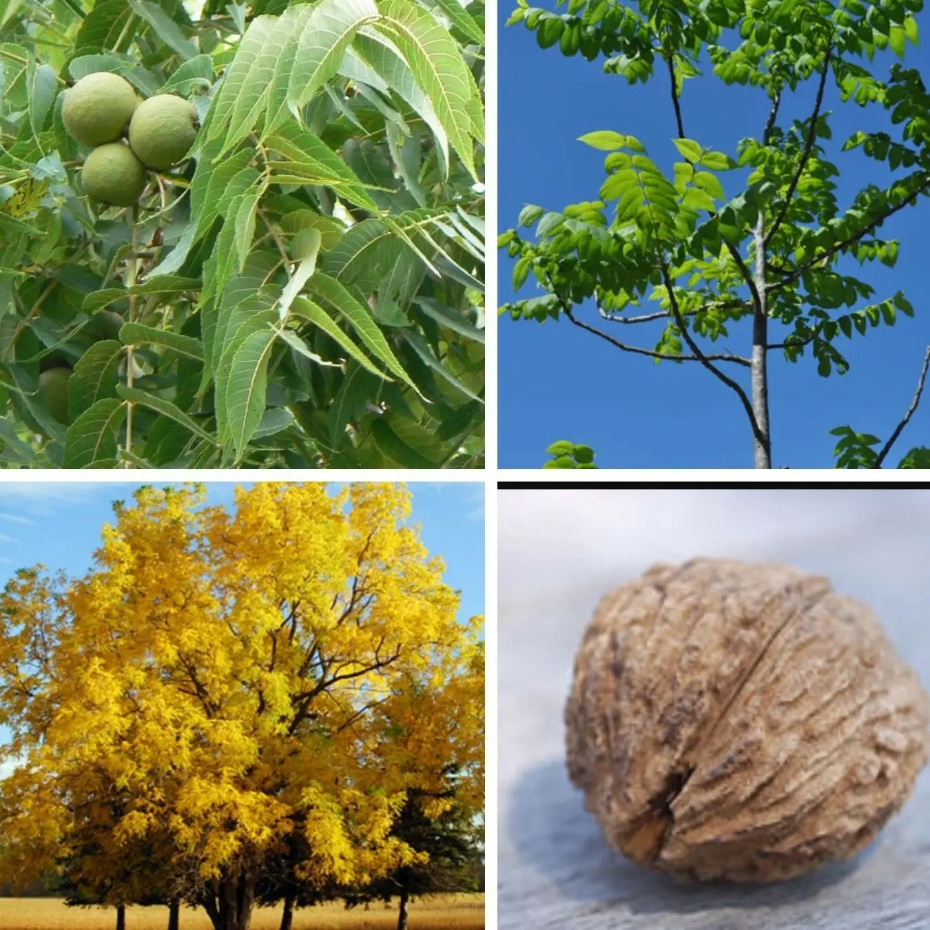 Juglans nigra - Walnut - Image 3