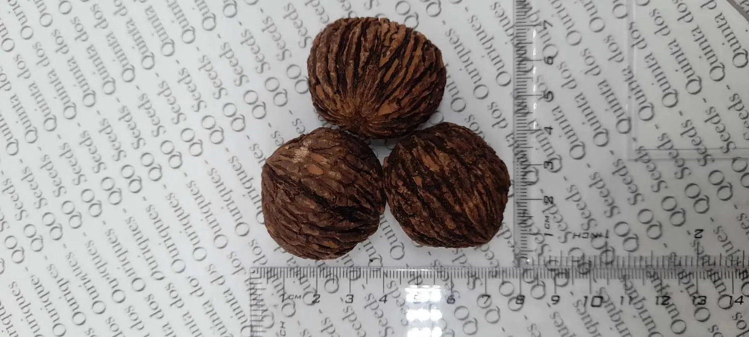 Juglans nigra - Walnut - Image 4