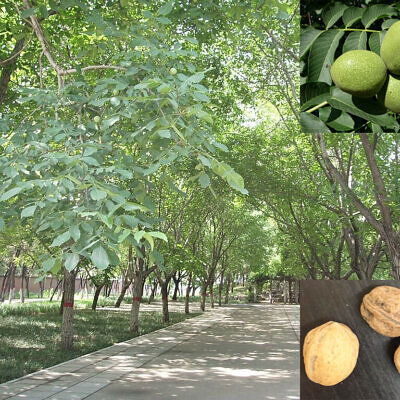 Juglans regia / Juglans duclouxiana / Juglans fallax - Hardy Carpathian, Persian Walnut, English Walnut, Carpathian Walnut, Madeira Walnu, Common Walnut