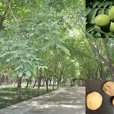 Juglans regia / Juglans duclouxiana / Juglans fallax - Hardy Carpathian, Persian Walnut, English Walnut, Carpathian Walnut, Madeira Walnu, Common Walnut