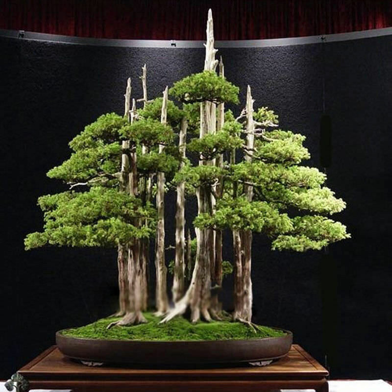 Juniperus chinensis - Chinese Juniper