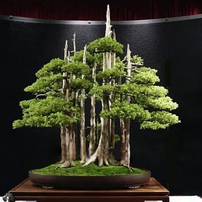 Juniperus chinensis - Chinese Juniper
