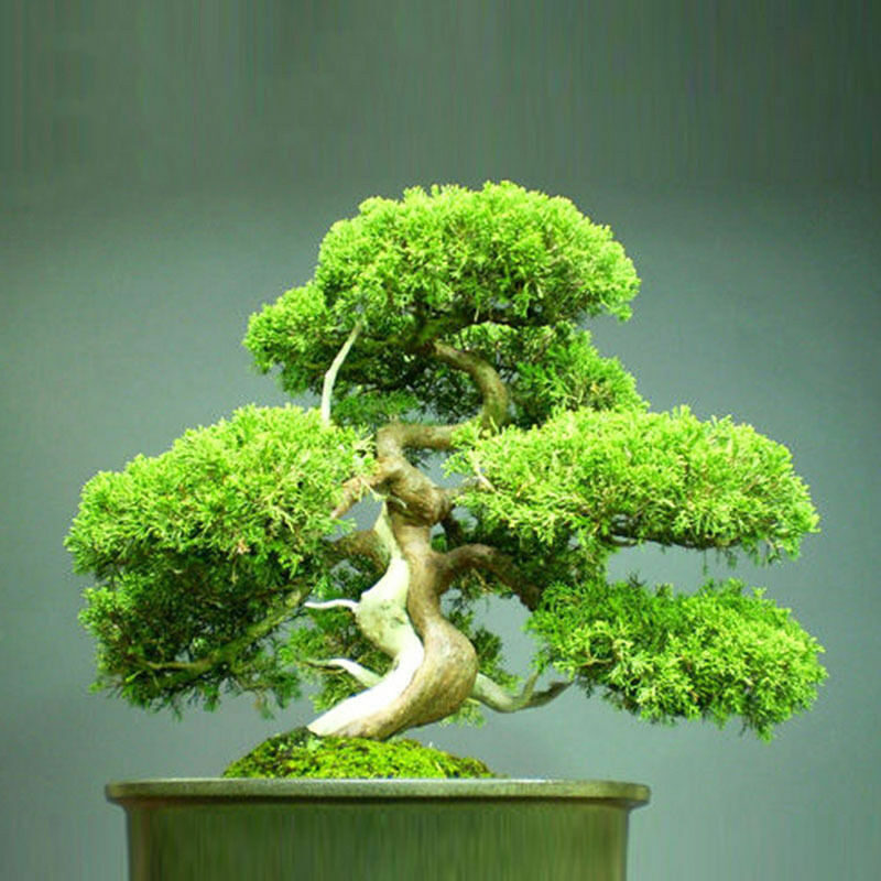 Juniperus chinensis - Chinese Juniper - Image 5