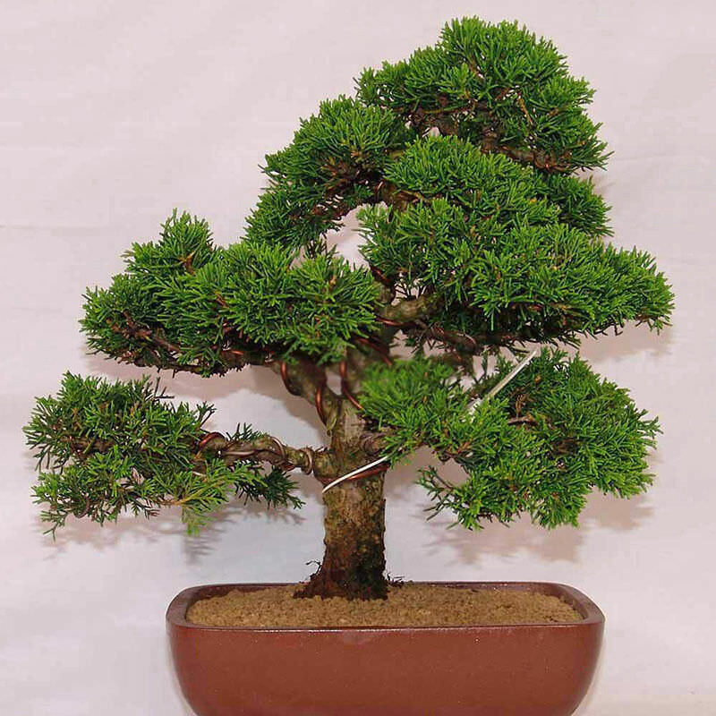 Juniperus chinensis - Chinese Juniper - Image 7